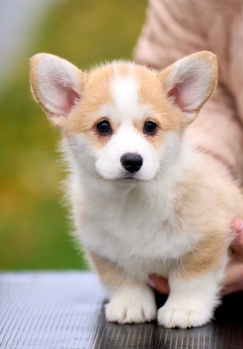 Welsh Corgi Pembroke – suczka FCI gotowa do odbioru (FB Alona Aleant)