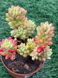 Suculentas sedums,