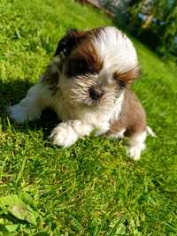 Shih tzu zapraszam