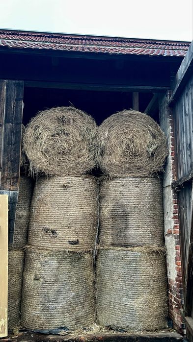 Siano 2025 w belach 120