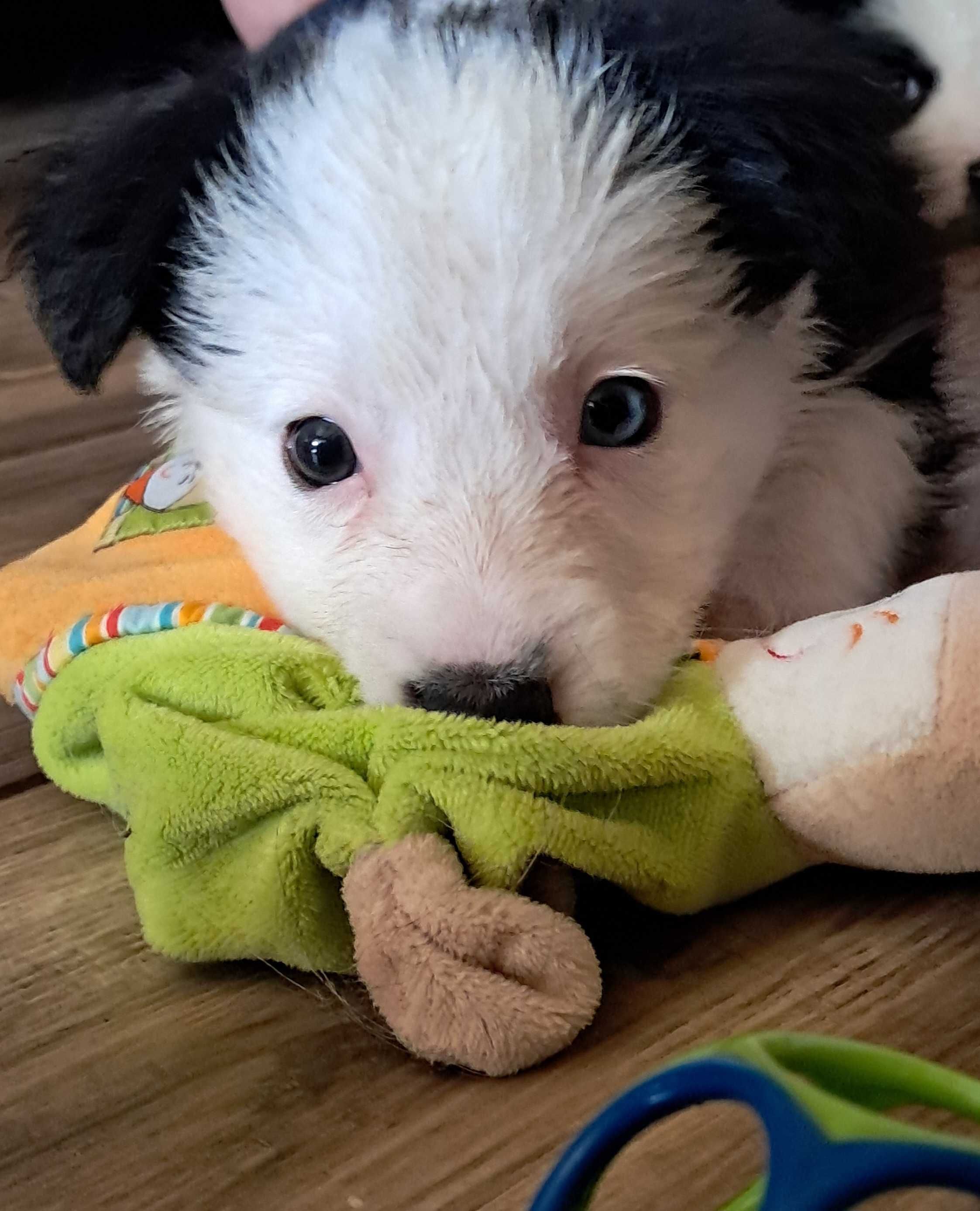 Szczenię Border Collie Kutno