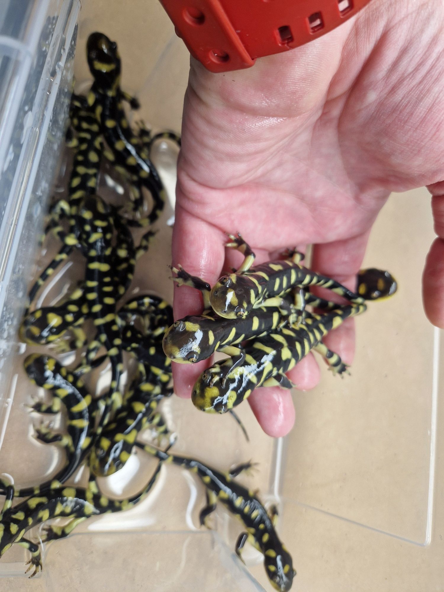 Salamandra tygrysia