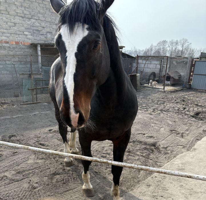 Koń szlachetny, ogier 6lat