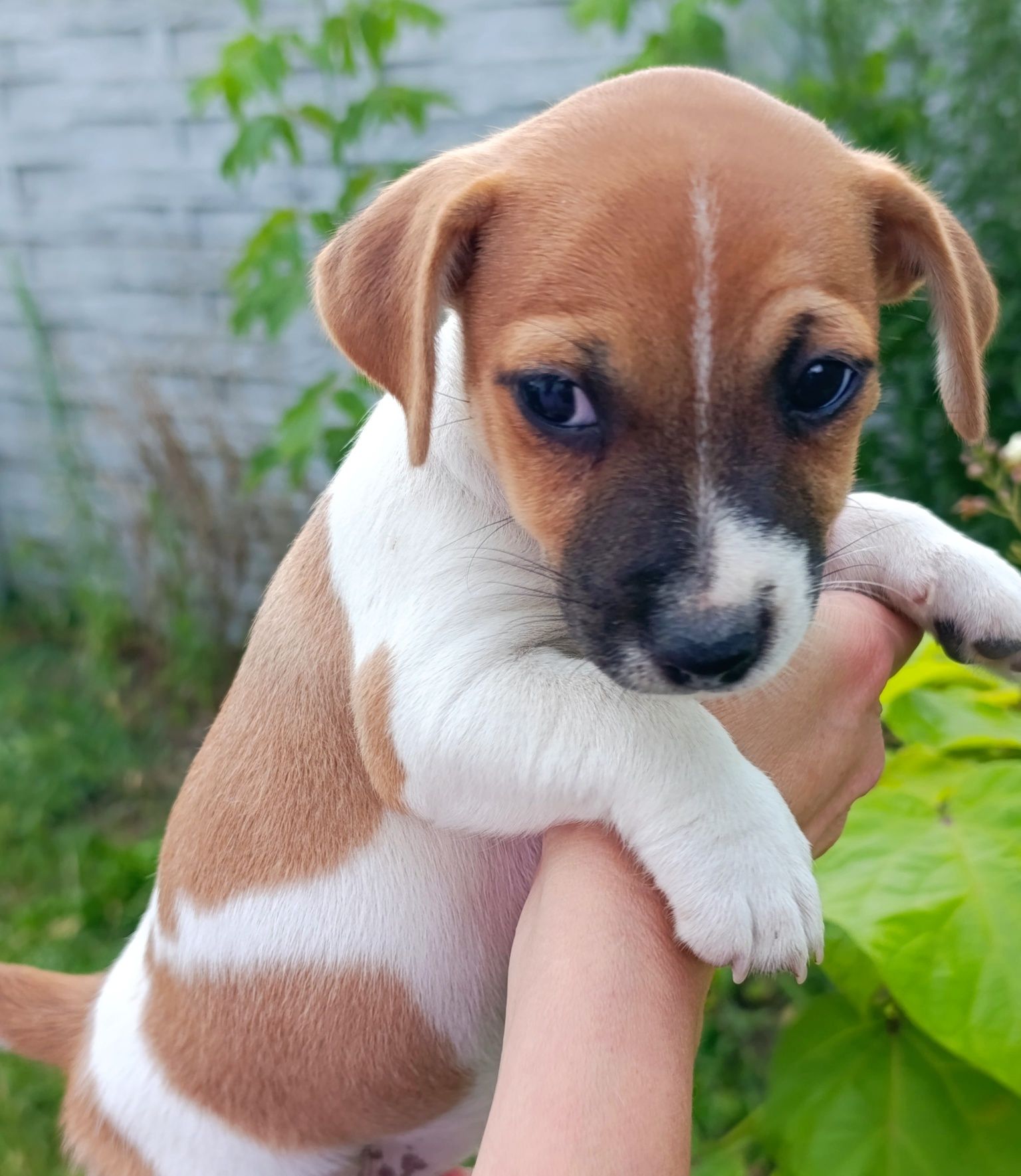 Jack Russell Terrier gładkowłosy ZKwP FCI
