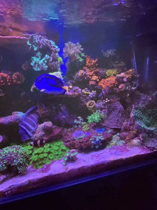 Pterapogon i Veliferum pilne