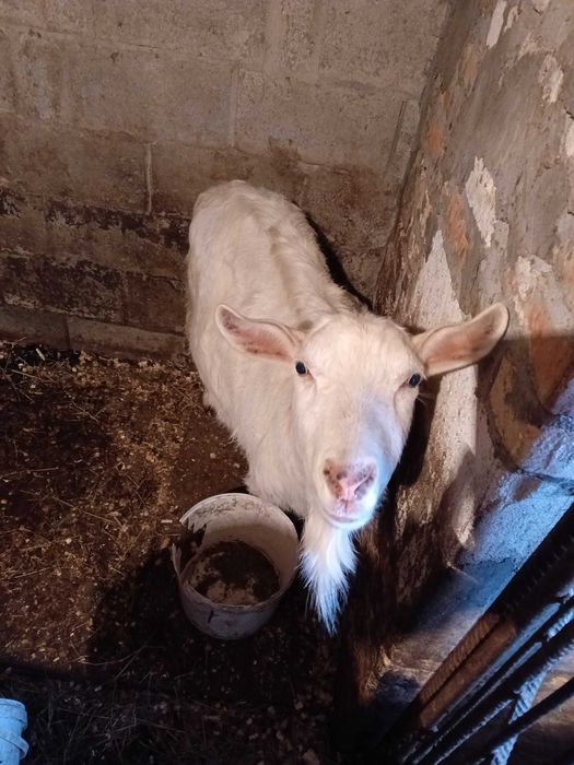 Коза зааненської породи