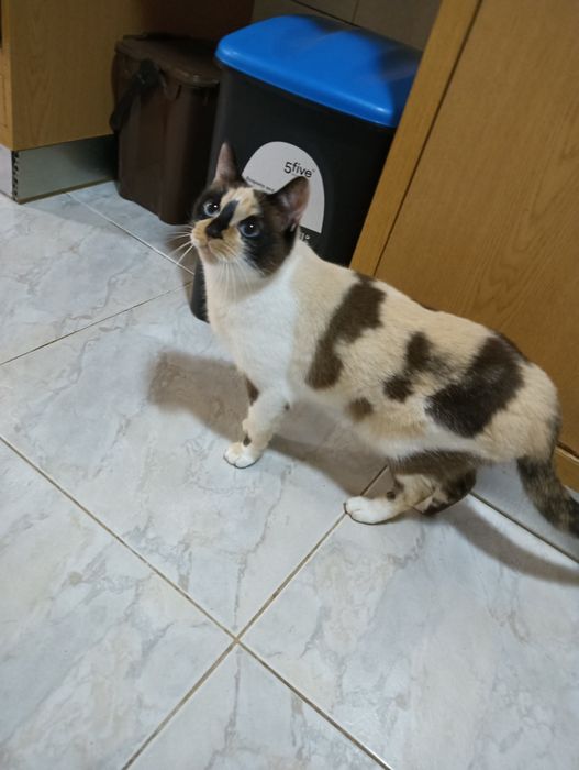 Oferece duas gatinhas siamesas brancas com 4 anos