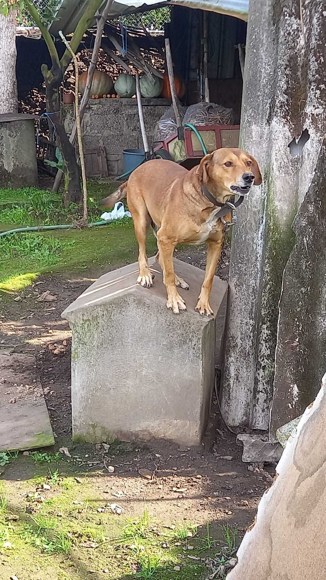 Boby: um guerreiro que viveu acorrentado desde bebê!