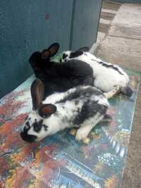 Продам кролики породи Баран і Строкач