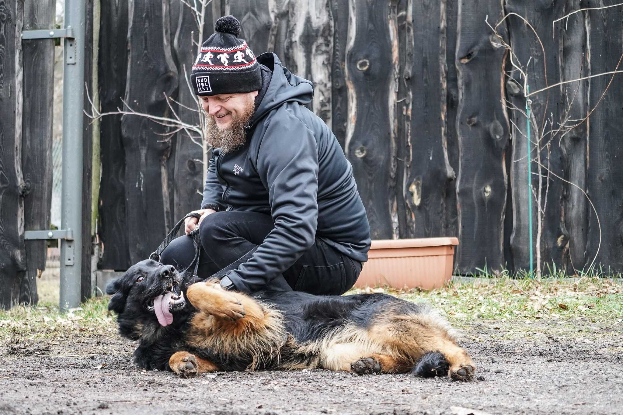 Aira - piękna suczka w typie owczarek niemiecki