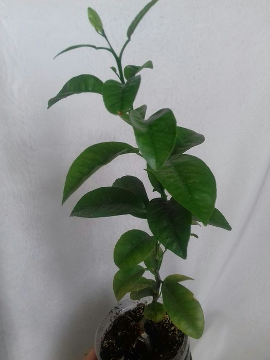 Мандарин Клементин из Алжира Цитрусовое дерево