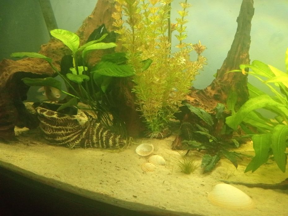 Akwarium 250l panoramiczne