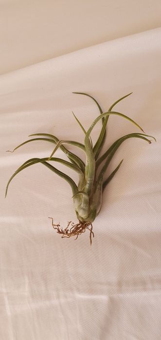 Plantas Aéreas Tillandsia (várias)