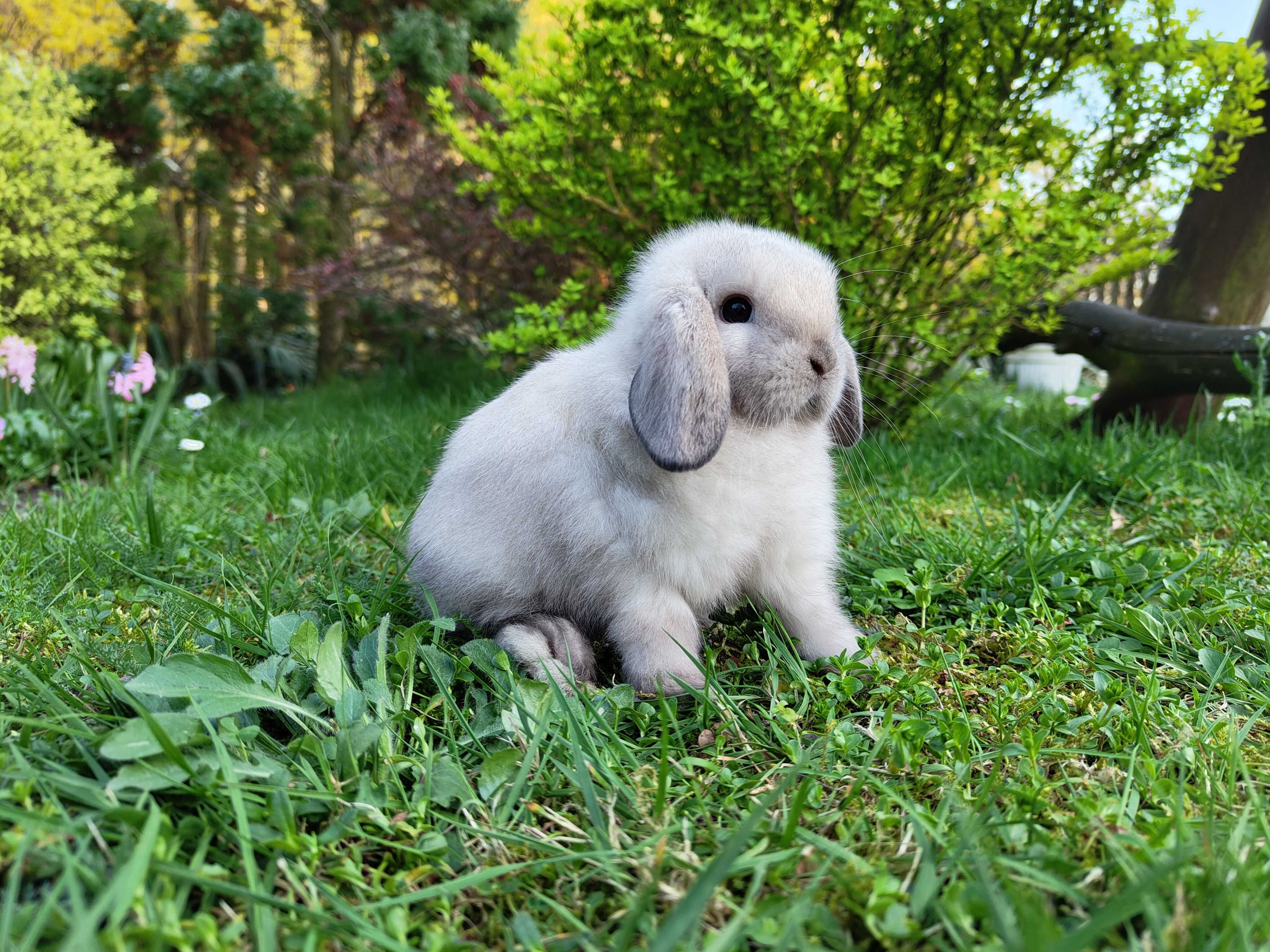 Urocze króliczki Teddy i Mini Lop.