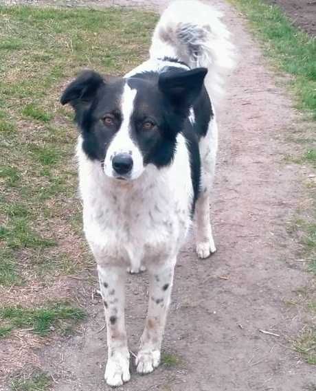 Тіна в добрі руки