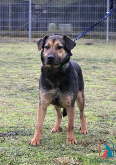 Jungi - cudowny piesek wypatruje smutnymi oczami domu  odmień jego los