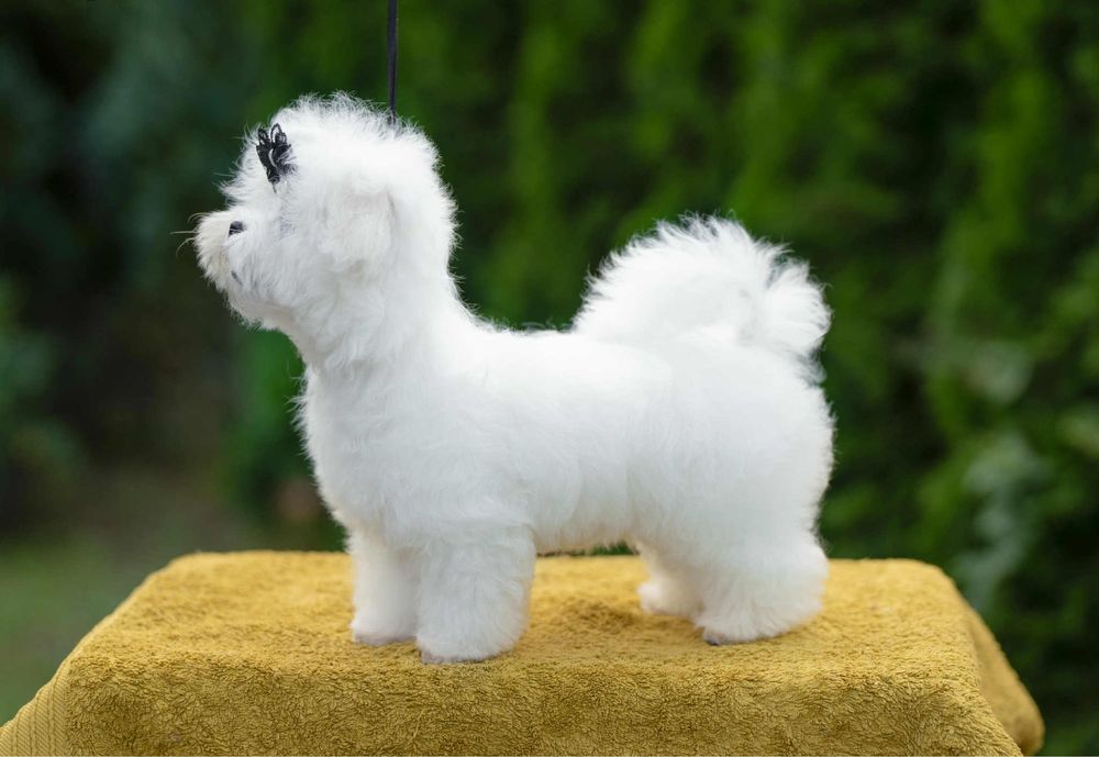 Maltańczyk FCI/ZKwP