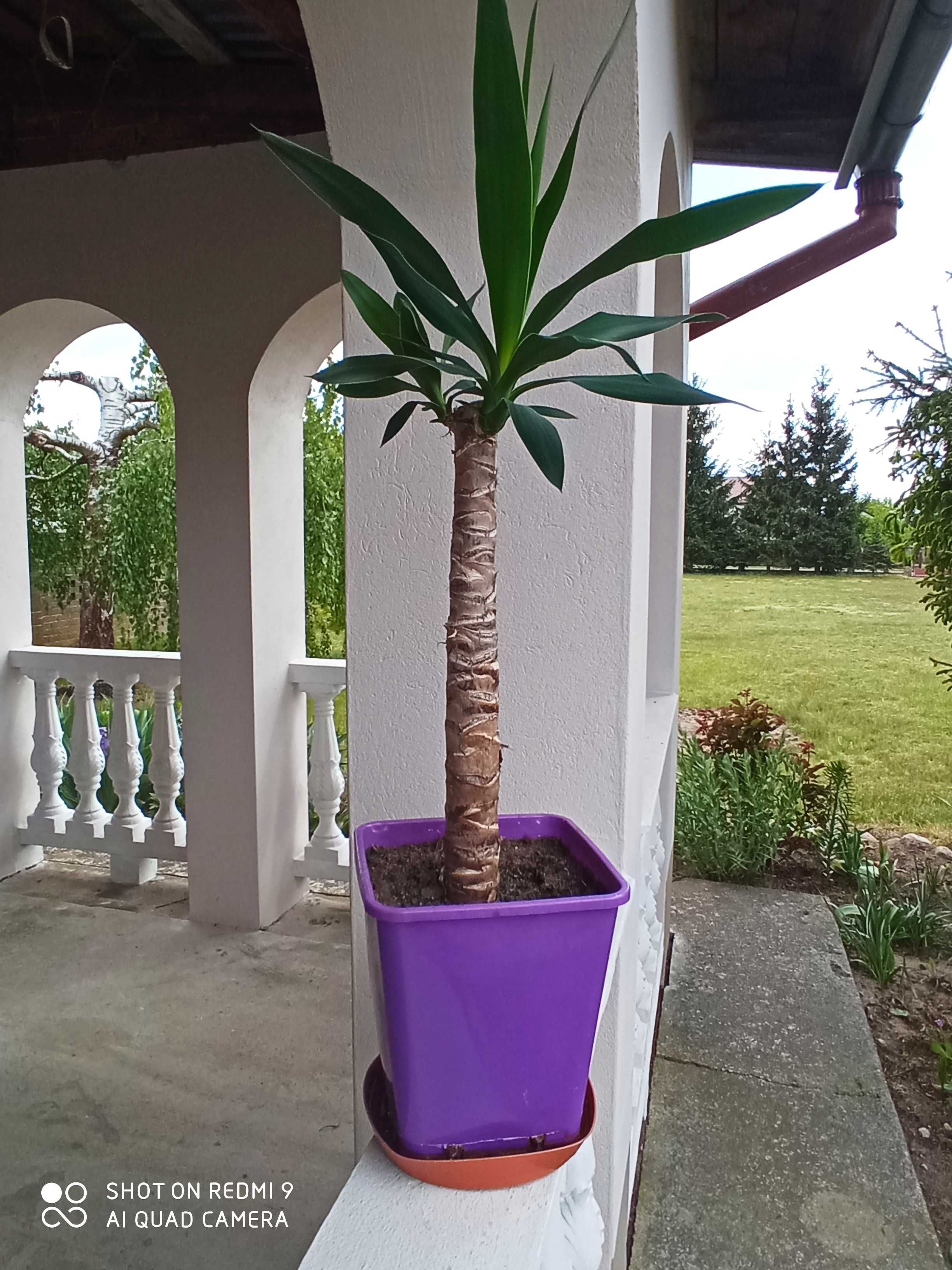 Juka yucca drzewko