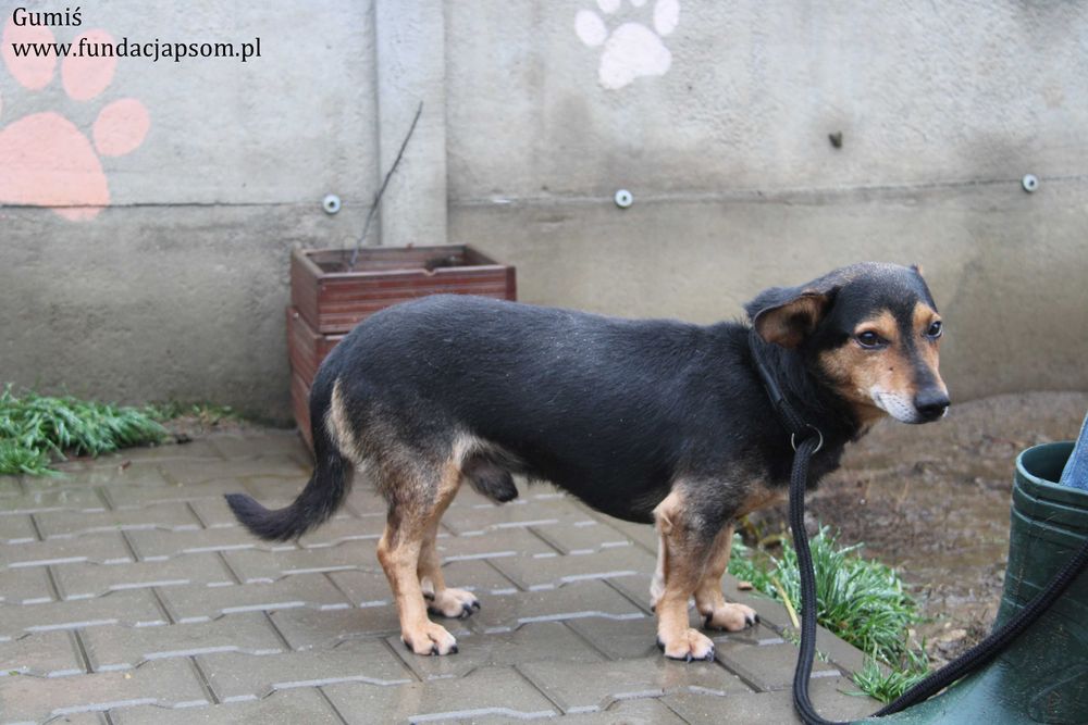 Gumiś czeka na nowy domek