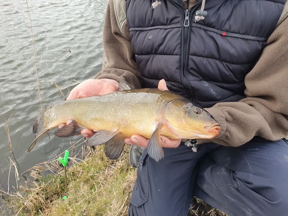 Karp Lin amur Karaś Tołpyga jesiotr koi sandacz