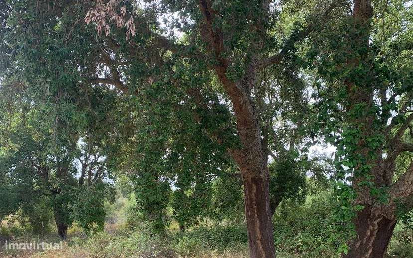 2 Terrenos Rústicos