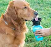 Dispensador de água para animais