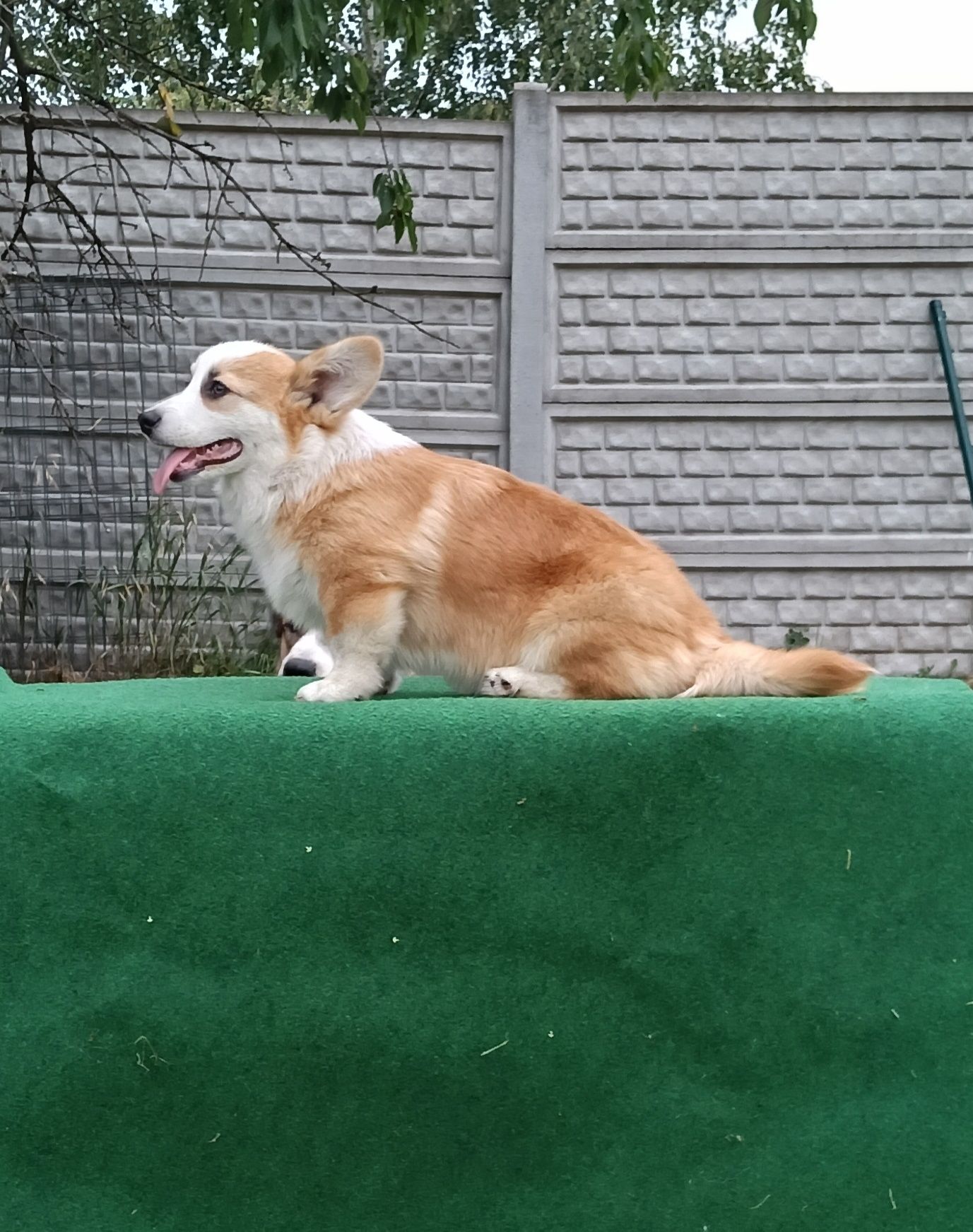 Śliczny chłopczyk corgi ZKwP FCI
