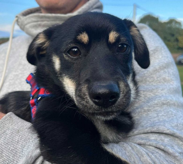 Miko przeuroczy szczeniak do adopcji