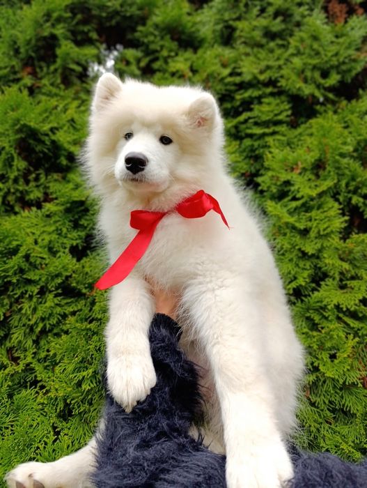 Samoyed - ostatnia!