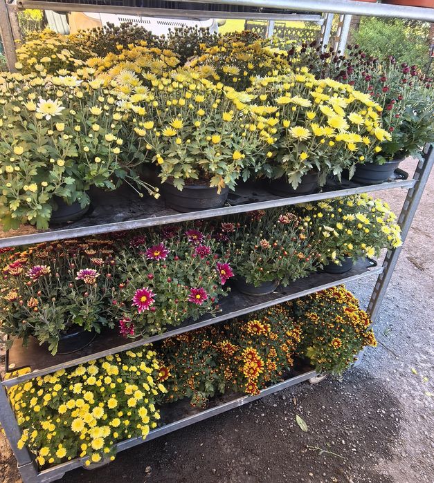 Przepiękne Chryzantemy już od 15 zł za sztukę