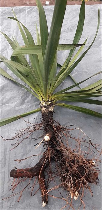 Юка нитчата, саджанець