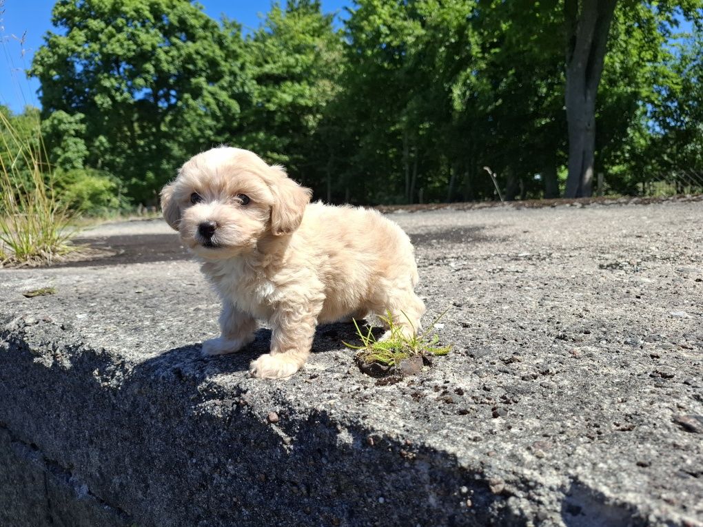 maltipoo szczeniak suczka gotowa do odbioru