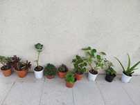 Vasos de plantas