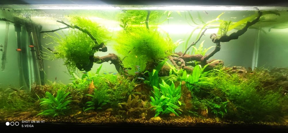 Planta criptocorina (Cryptocoryne wendtii Tropica) (Crypt Bronze)