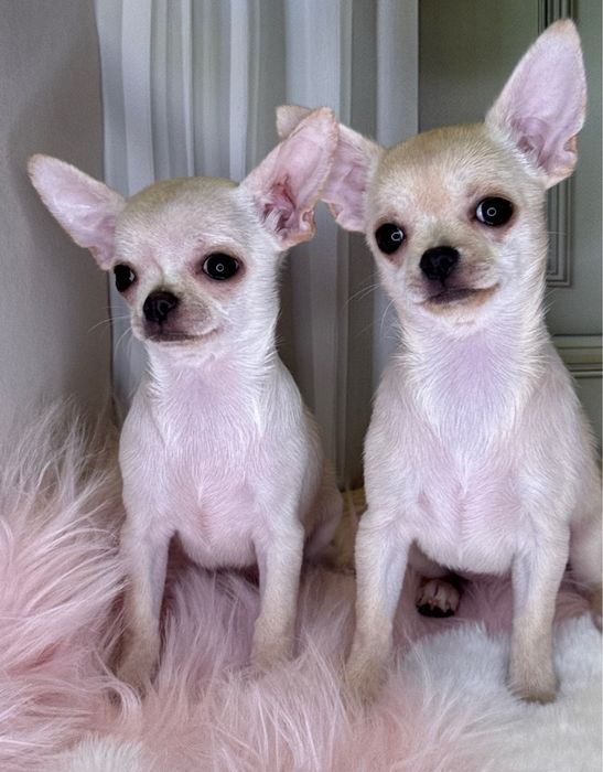 Гарні малята чихуахуа