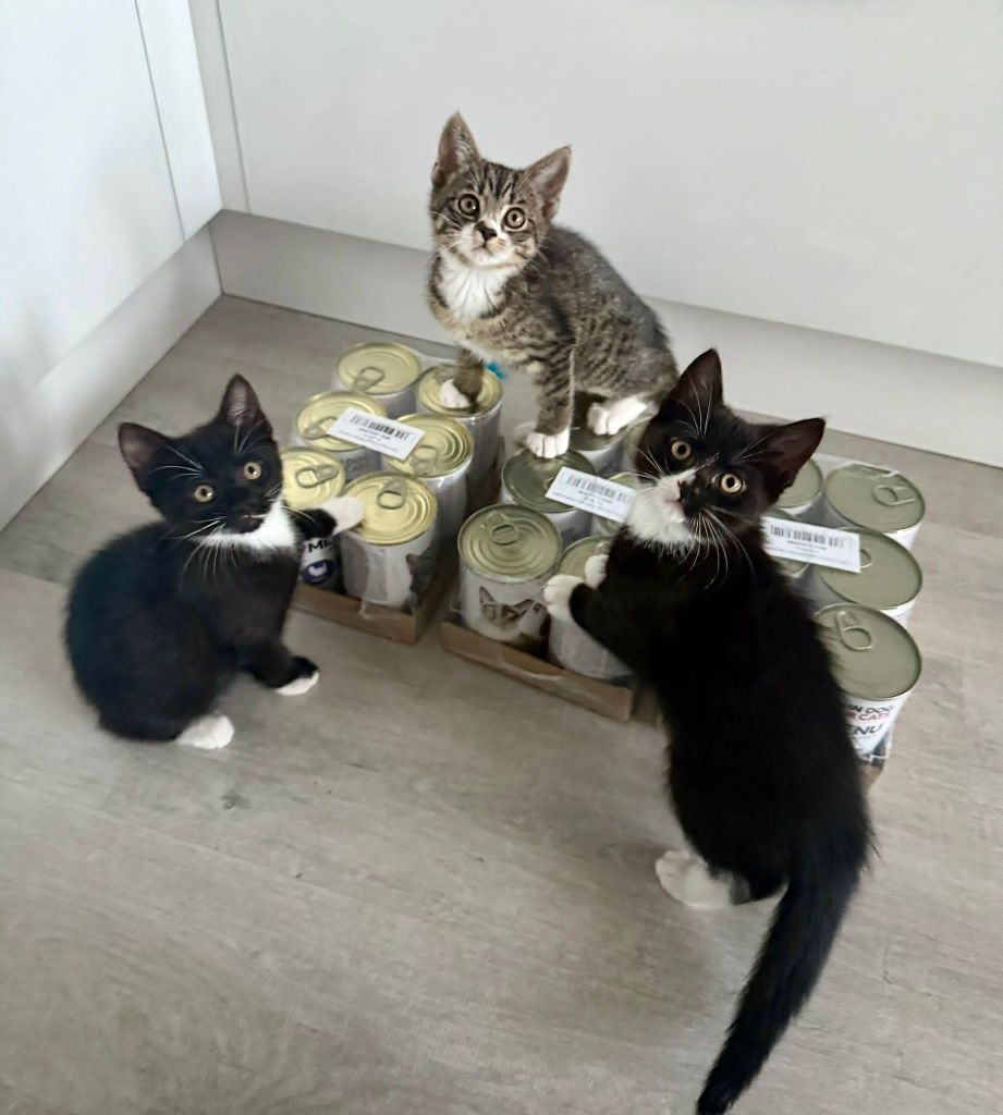 Fantazja, Granita i Kassata kochane kociaki do adopcji