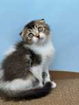 Macho scottish fold
