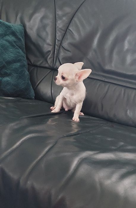 Biały maleńki piesek chihuahua