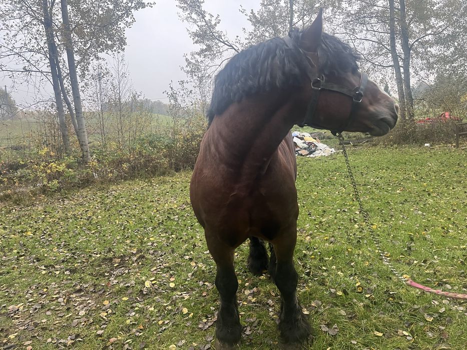 mam na sprzedaz ogiera  zimnokrwistego typ sztumski