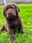 Labrador retriever czekoladowy szczeniak, suczka