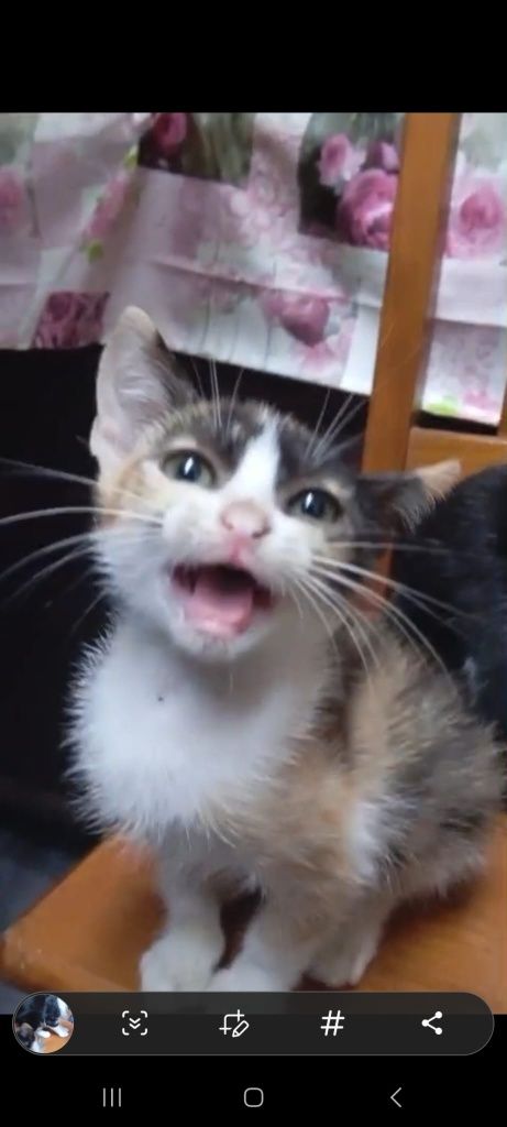 Gatinhos para adopção