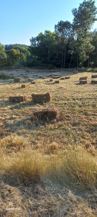 Palha nascidisa de 2025