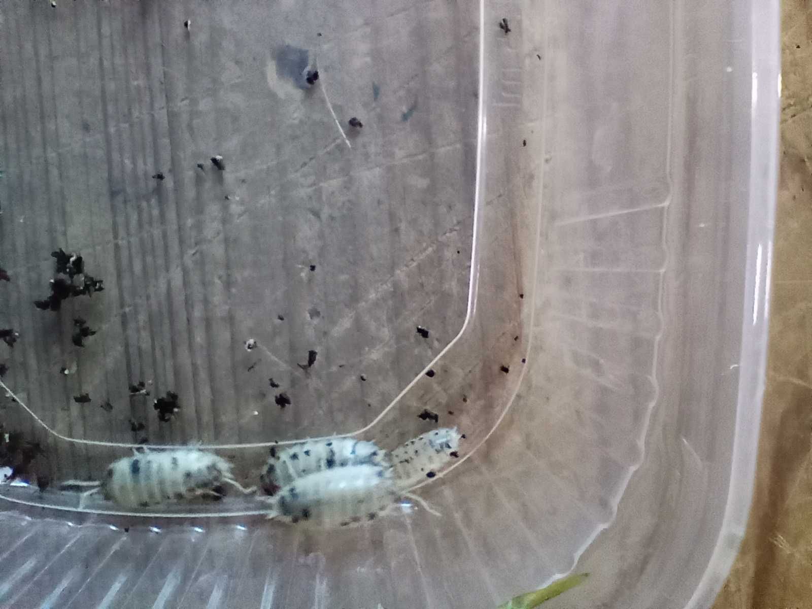Isopody Porcellio laevis dairy cow krówki