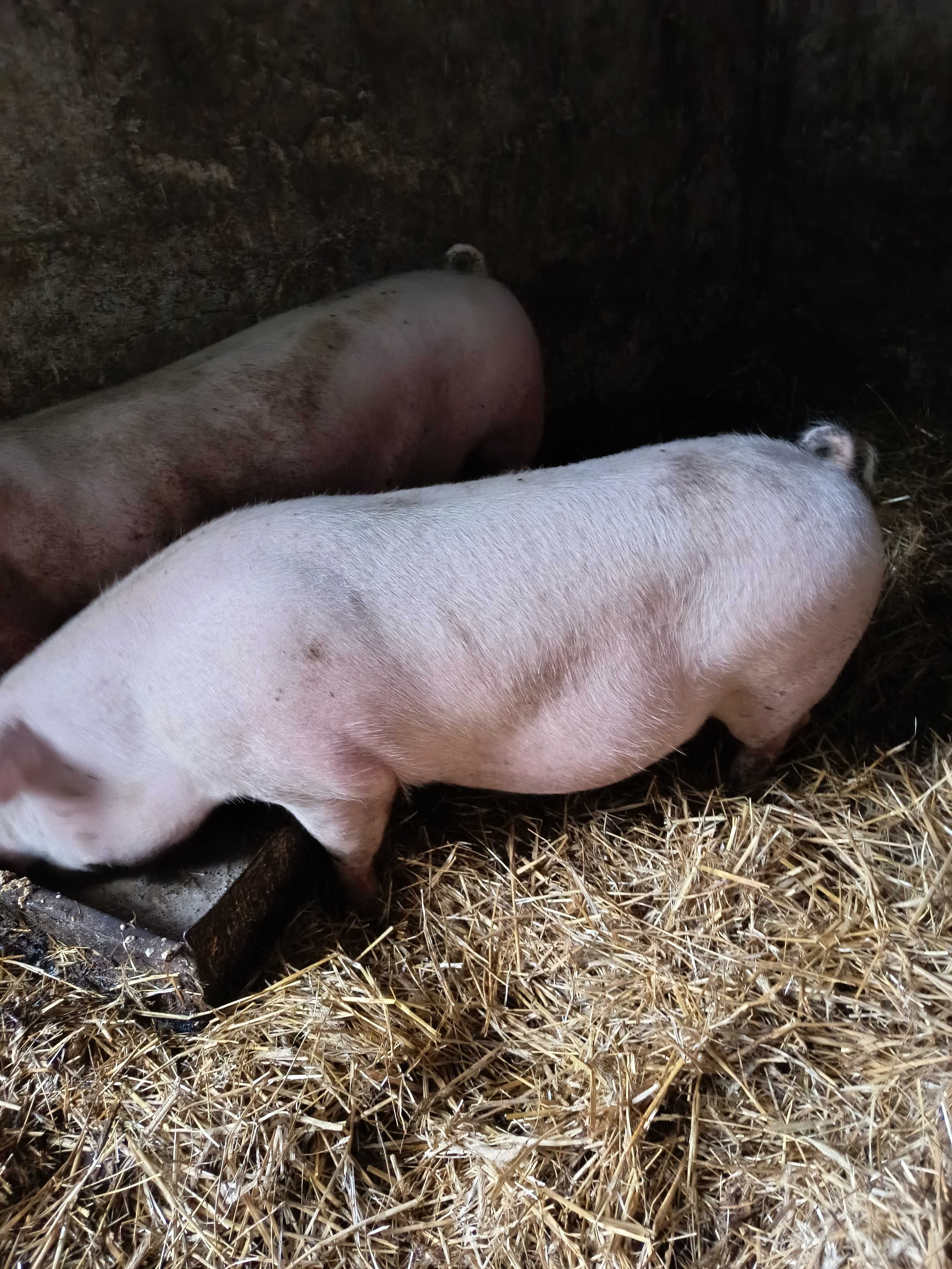 Tucznik świnki świnie prosiak