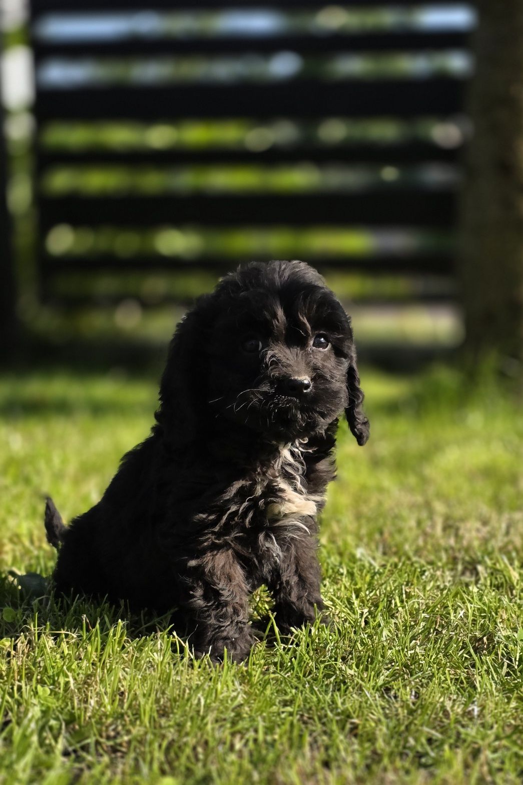 Cavapoo f1b czarny  piesek