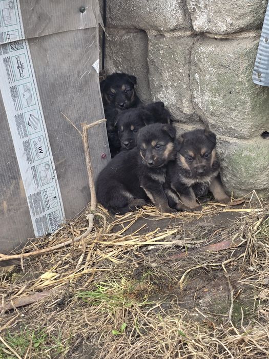 Oddam za darmo owczarki