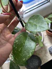 Hoya parasitica lao  2l cw