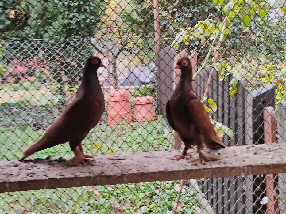 Gołębie Wiedeńskie lotne kosmate