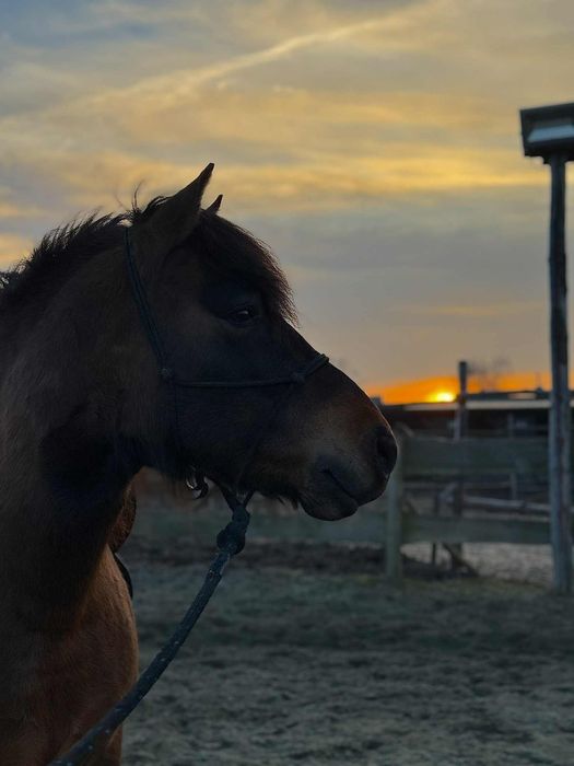 Portan  wałach kuc hucuł