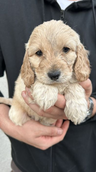 Собаки Кокапу шукають люблячу сімʼю , потішні, веселі, грайливі та ніж